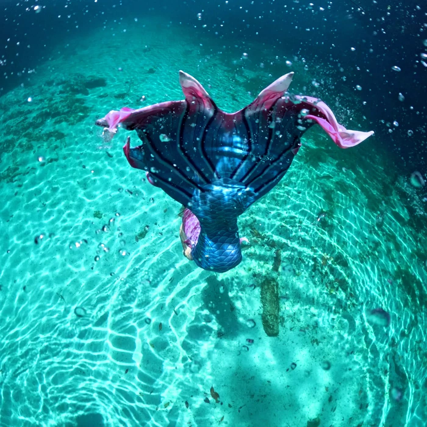 Blue and pink mermaid tail diving into clear turquoise water over a sandy seabed.